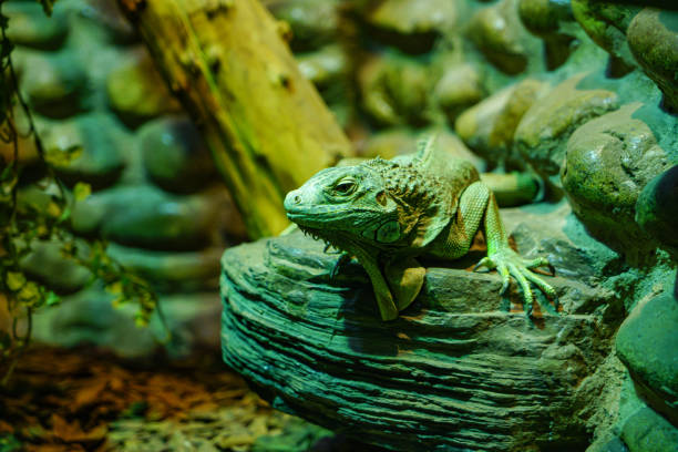 Lizard green iguana on the rock