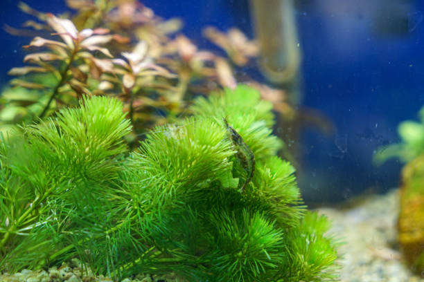 Hornwort shrimp swimming