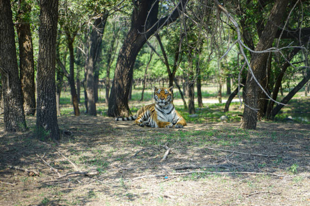 istock Tiger South China Tiger resting in the forest 1314282133