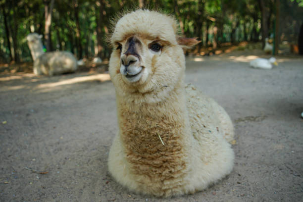 Alpaca petting alpaca