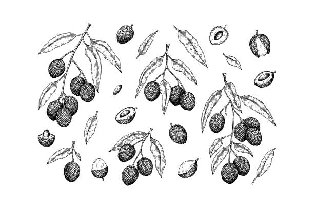 Set of hand drawn lychee fruits, branches and leaves isolated on white background. Vector illustration in detail sketch style Set of hand drawn lychee fruits, branches and leaves isolated on white background. Vector illustration in detail sketch style lychee stock illustrations