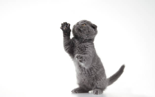istock British shorthair Kitten 1314289150