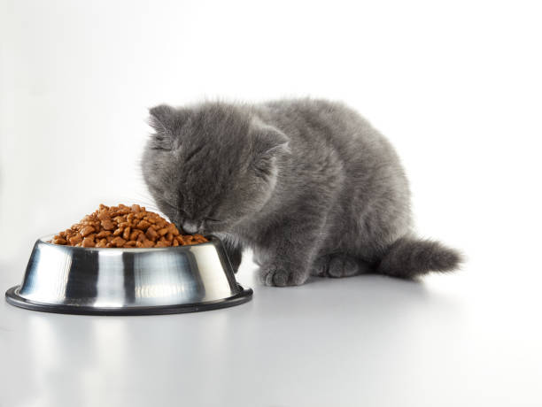 istock British Shorthair Kitten 1314289276