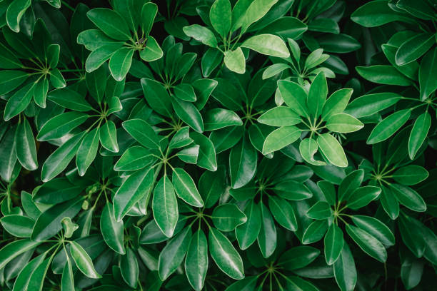 istock Natural background of green leaves 1314290216