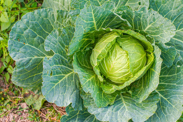 istock Green cabbage head in the garden 1314290225