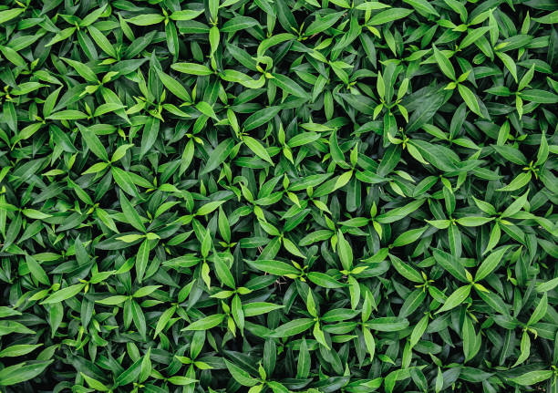 istock Natural background of green leaves 1314290256