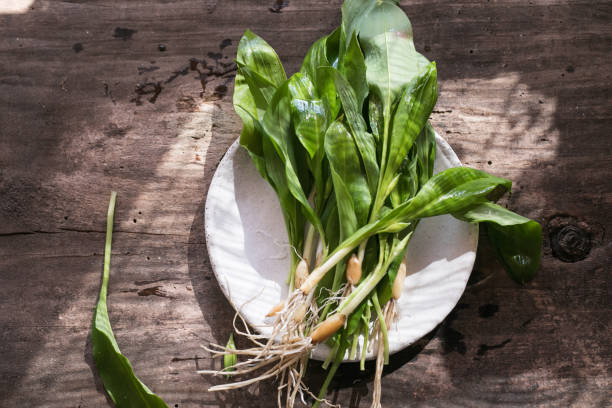 istock Raw organic green ramps or wild garlic 1314290282