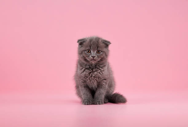 istock British shorthair Kitten 1314290379