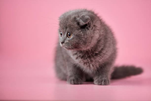 istock British shorthair Kitten 1314290395