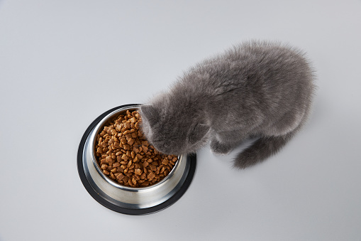 Two Month British Shorthair Kitten eating cat food on white background. It is female cat.