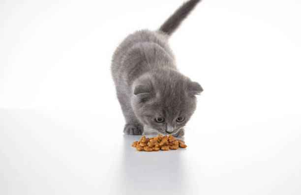 istock British shorthair Kitten 1314290460