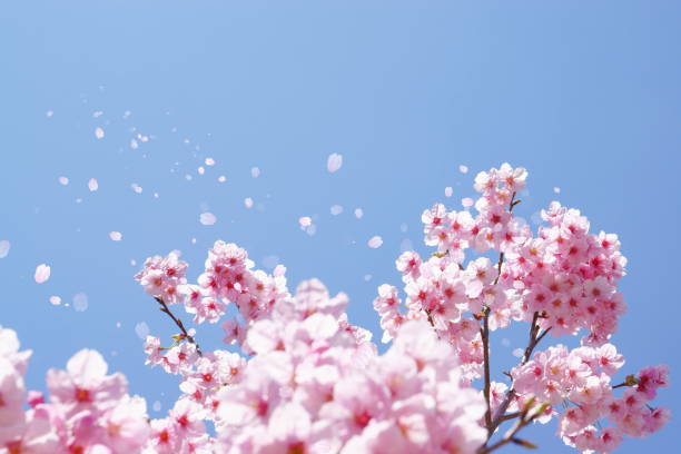 kirschblüten und hoch aufragende blütenblätter - märz fotos stock-fotos und bilder