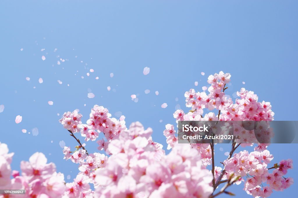 Cherry blossoms and soaring petals Cherry Blossom Stock Photo