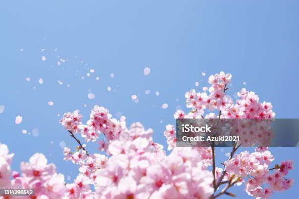 Cherry Blossoms And Soaring Petals Stock Photo - Download Image Now - Cherry Blossom, Cherry Tree, Matriculation