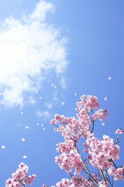 istock Cherry blossoms and soaring petals 1314290550