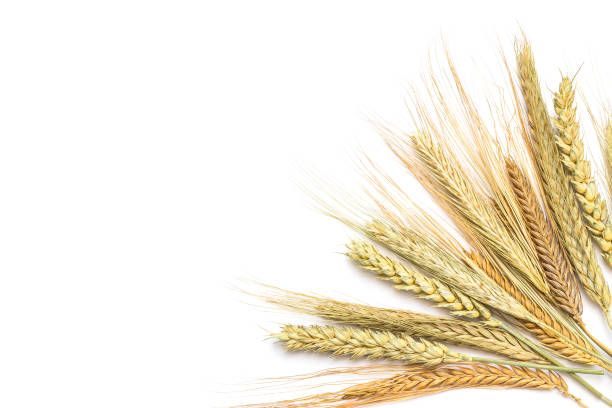 istock Wide range of dried grains. Spikelet selection isolated on white background with copy space. Agricultural biodiversity concept 1314290610