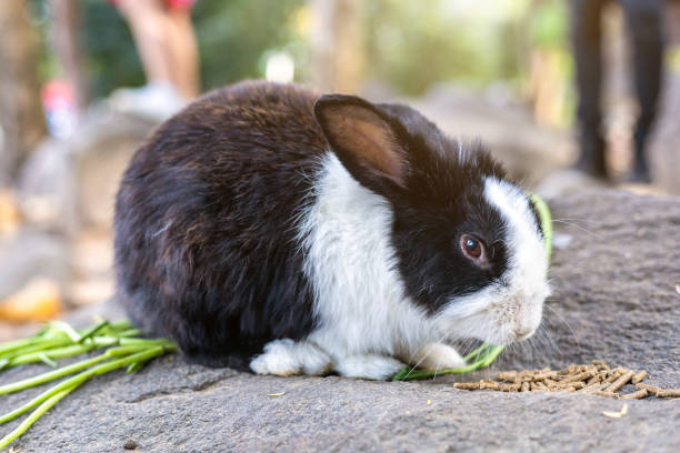 coelhos comem comida em gaiola em fazenda de animais fundo tailândia para pessoas tailandesas viajantes viajam - cute animal asia brown - fotografias e filmes do acervo