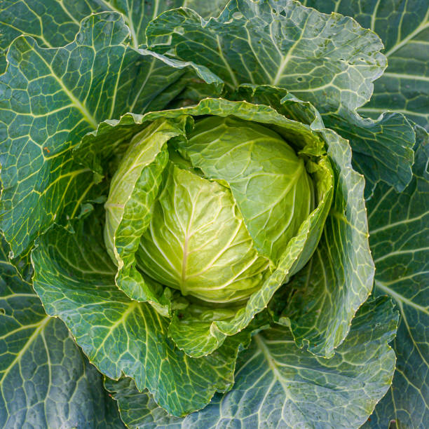 istock Green cabbage head in the garden 1314291643