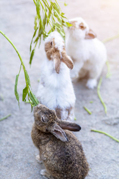 coelhos comem comida em gaiola em fazenda de animais fundo tailândia para pessoas tailandesas viajantes viajam - cute animal asia brown - fotografias e filmes do acervo