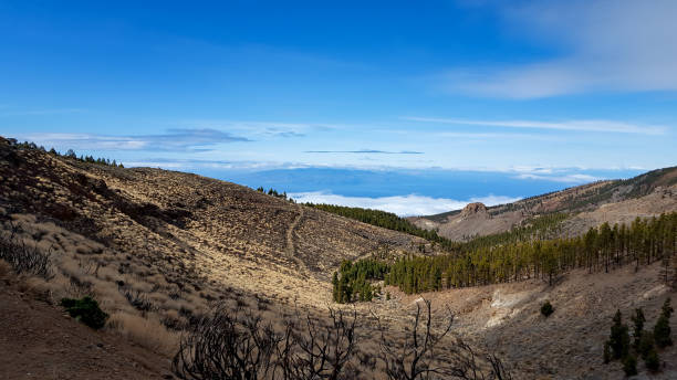 istock Beautiful nature of Tenerife 1314293311