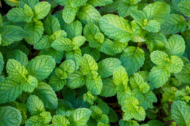 istock Natural green background of mint leaves 1314293371