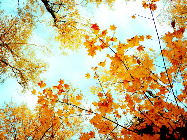 istock autumn forest landscape on a sunny day with maple leaves background 1314294116