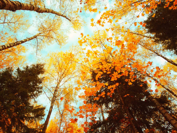 istock autumn forest landscape on a sunny day with maple leaves background 1314294388