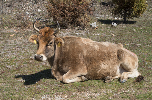 Resting brown cow on the meadow in Bulgaria, Europe