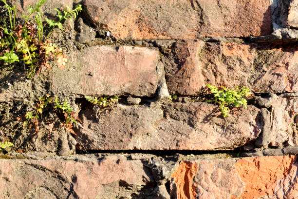 istock Old vintage brick background with small fern 1314294584