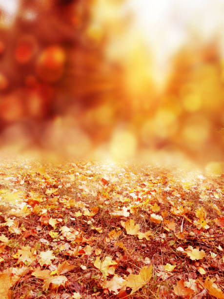 istock autumn forest landscape on a sunny day with maple leaves background 1314294774