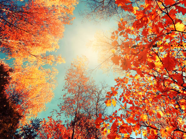 istock autumn forest landscape on a sunny day with oak leaves background 1314295538