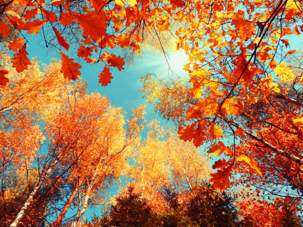 istock autumn forest landscape on a sunny day with oak leaves background 1314295539