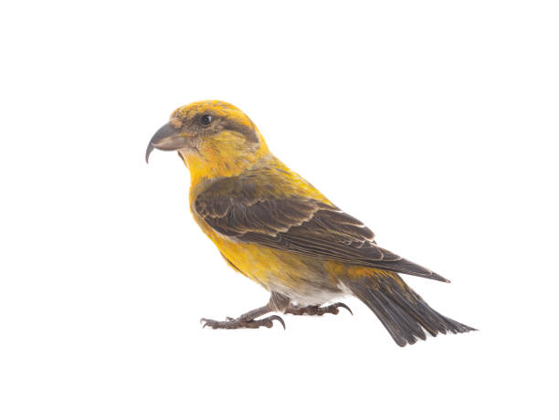 istock female yellow crossbill isolated on white background 1314295676