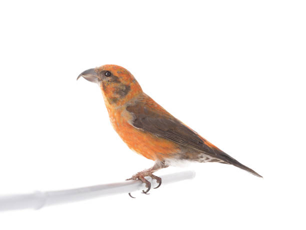 istock male red crossbill isolated on white background 1314295694