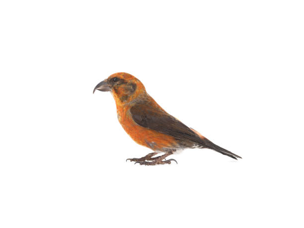 istock male red crossbill isolated on white background 1314295695