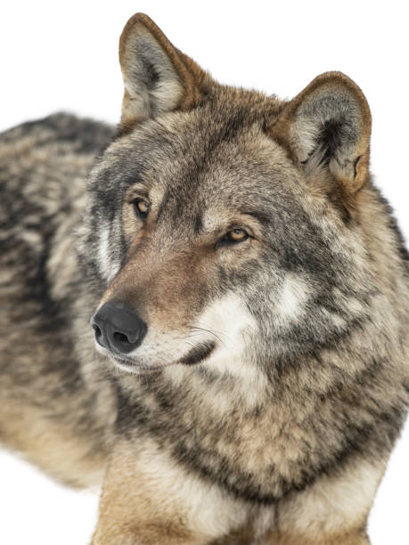 istock portrait of gray wolf isolated on white 1314295714
