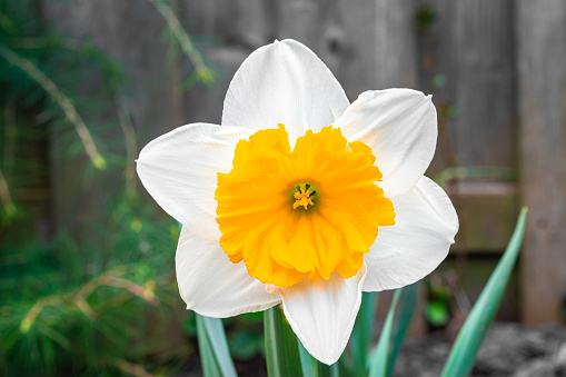 Detailed image of a white daffodil flower with orange colored center.