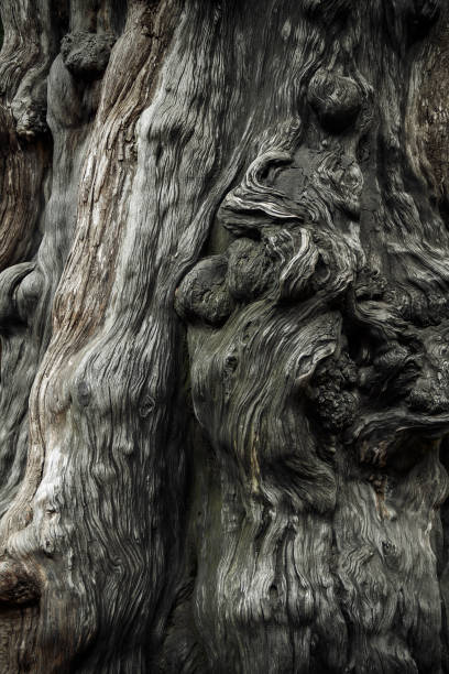 eine nahaufnahme des stammes eines großen alten baumes. baum rinde textur. - bark textured close up tree stock-fotos und bilder