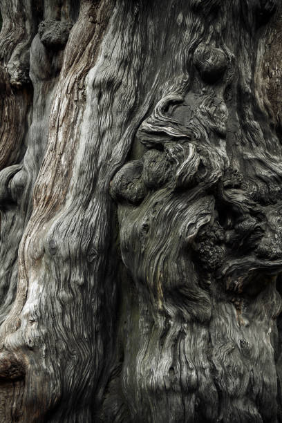 un plan rapproché du tronc d’un grand vieil arbre. texture d’écorce d’arbre. - bark textured close up tree photos et images de collection