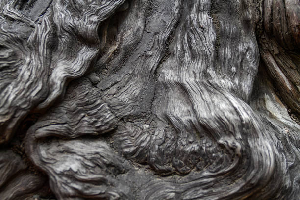 A close-up of the trunk of a large old tree. Tree bark texture.