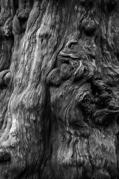 istock A close-up of the trunk of a large old tree. Tree bark texture. 1314296986