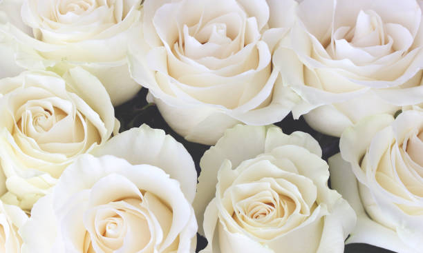 istock bouquet of light cream roses close-up. 1314297006