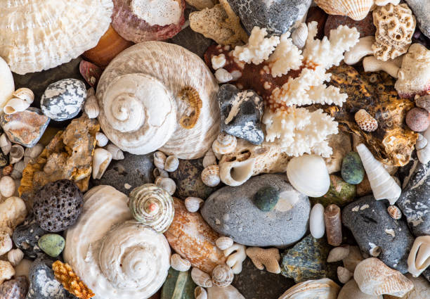 different sea shell and beach stones background stock photo