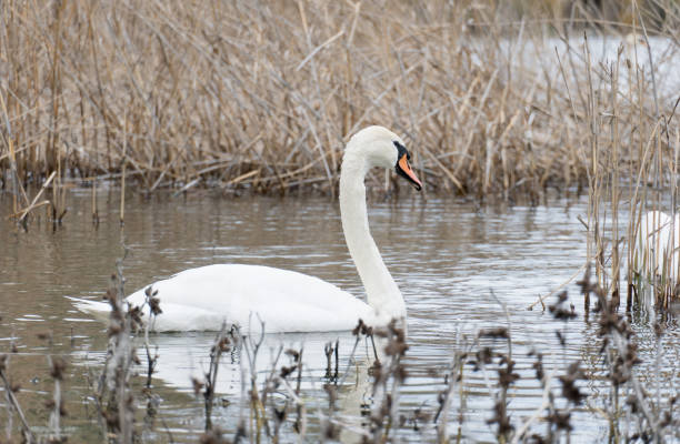 istock white swan on the river, swans in the wild. 1314299491