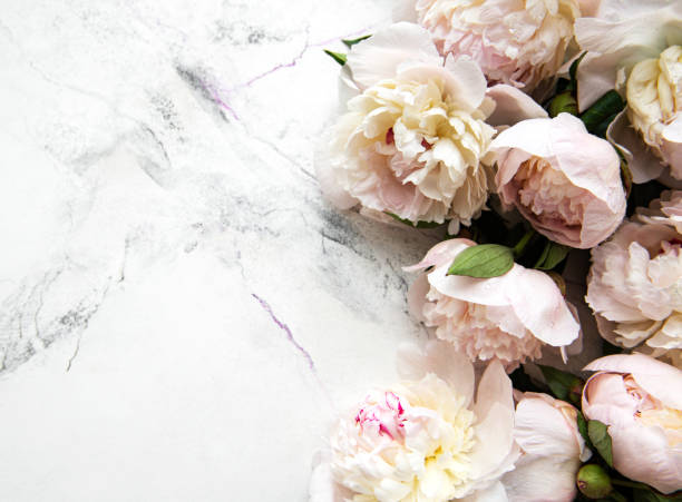 istock Peony flowers on a marble background 1314302851