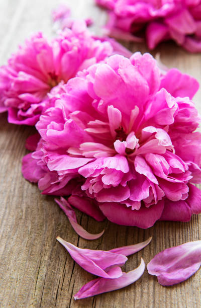 istock Pink peony flowers as a border 1314302869