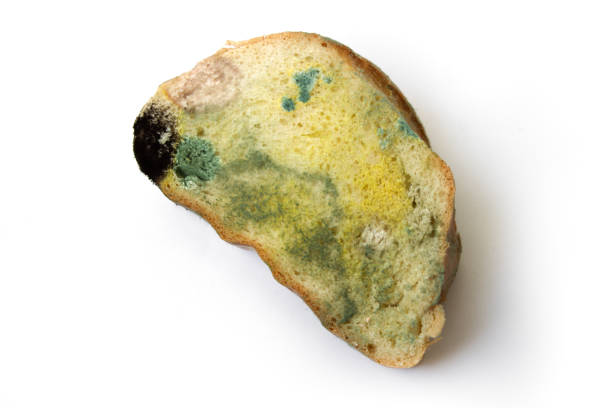 istock Old spoiled rotten bread on a white backgroun 1314303349