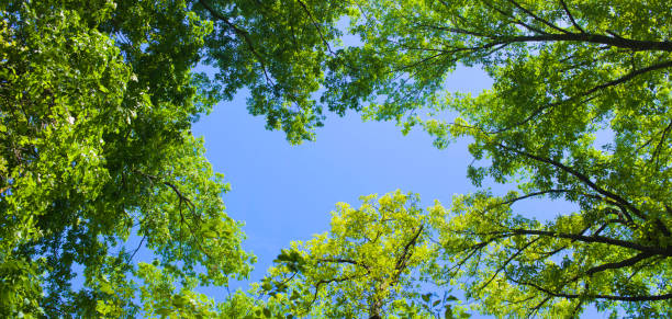 istock Banner image of forest sky 1314303930