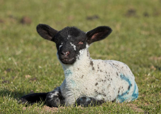 istock Lamb in a grass field in spring, North Yorkshire 1314304588