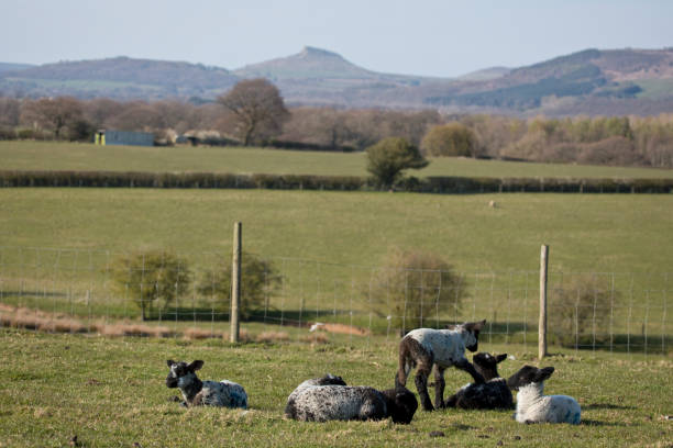 istock Lambs in a group in a field 1314304662